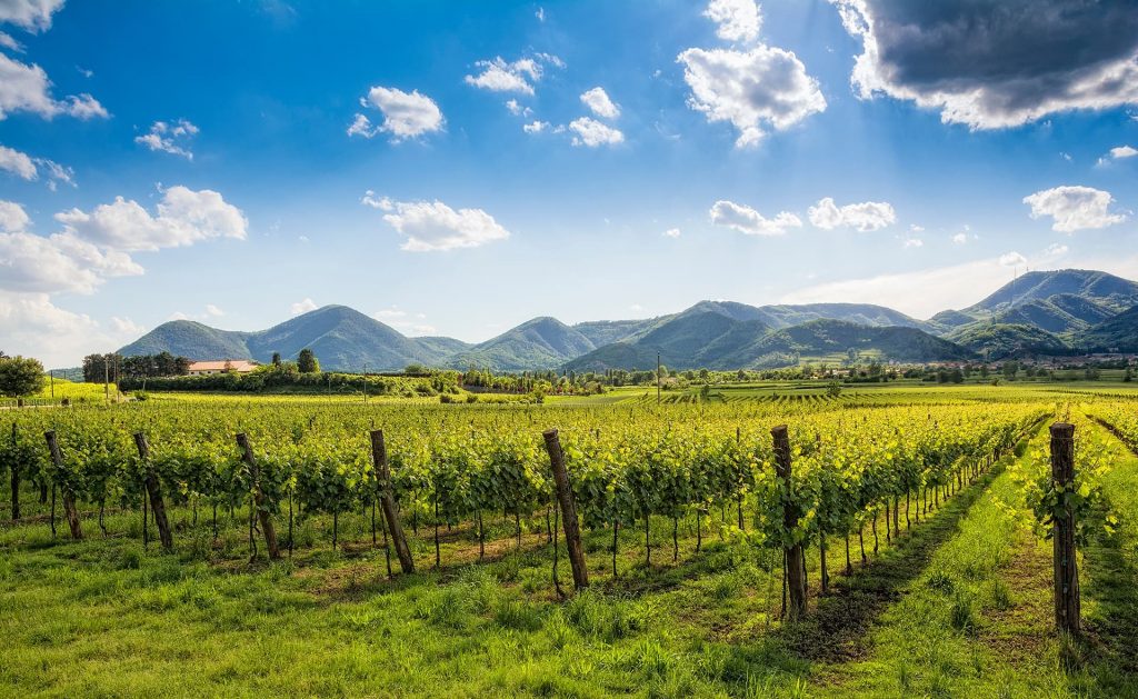 Bottiglia di vino campano colpita dai dazi Usa