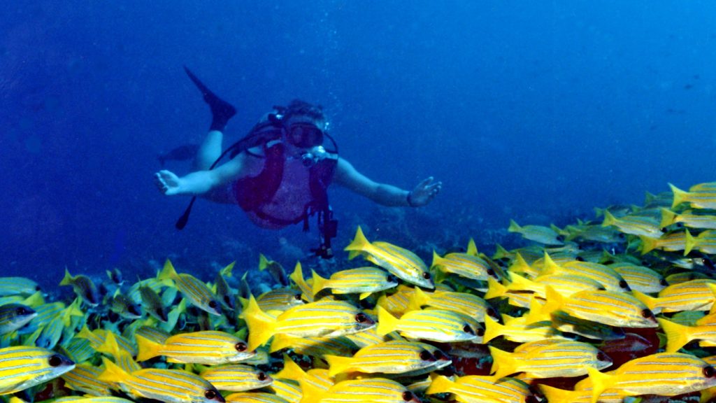 Subacqueo che nuota sopra un banco di pesci gialli nel mare blu